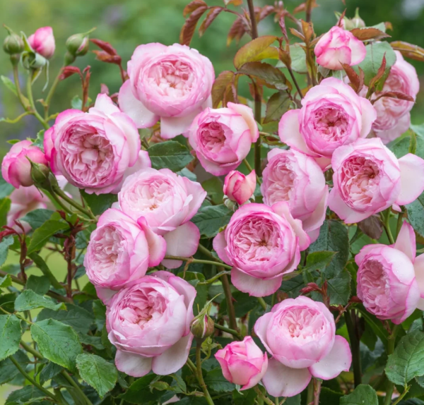 mill on the floss rose for sale丨Your roses