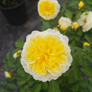 The Pilgrim Rose丨Your roses