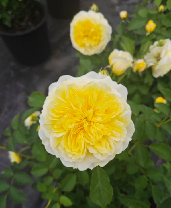 The Pilgrim Rose丨Your roses