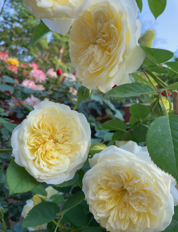 the pilgrim climbing rose丨Your roses
