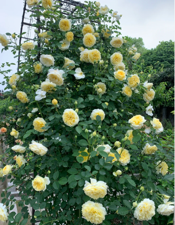 rosa the pilgrim丨Your roses
