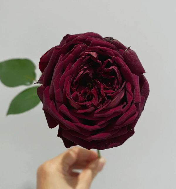 the prince rose where to buy丨Your roses
