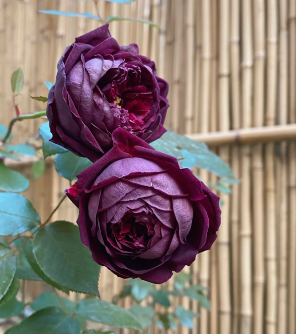 The Prince Rose for sale丨Your roses