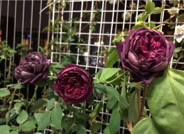 the prince rose david austin丨Your roses