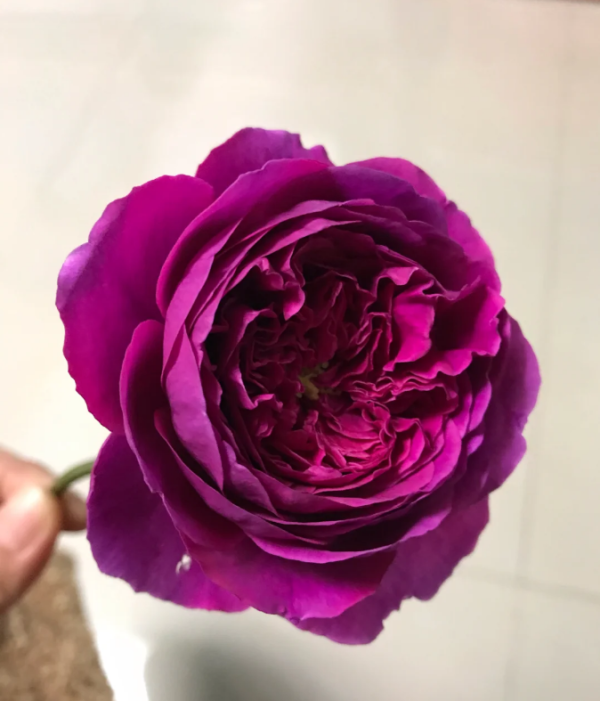 The Prince Rose plant丨Your roses