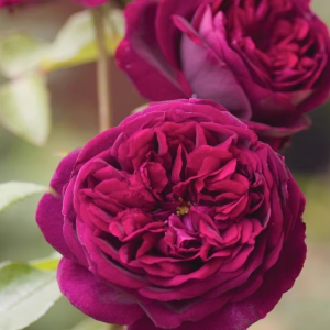 The Prince Rose丨Your roses