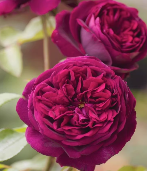 The Prince Rose丨Your roses