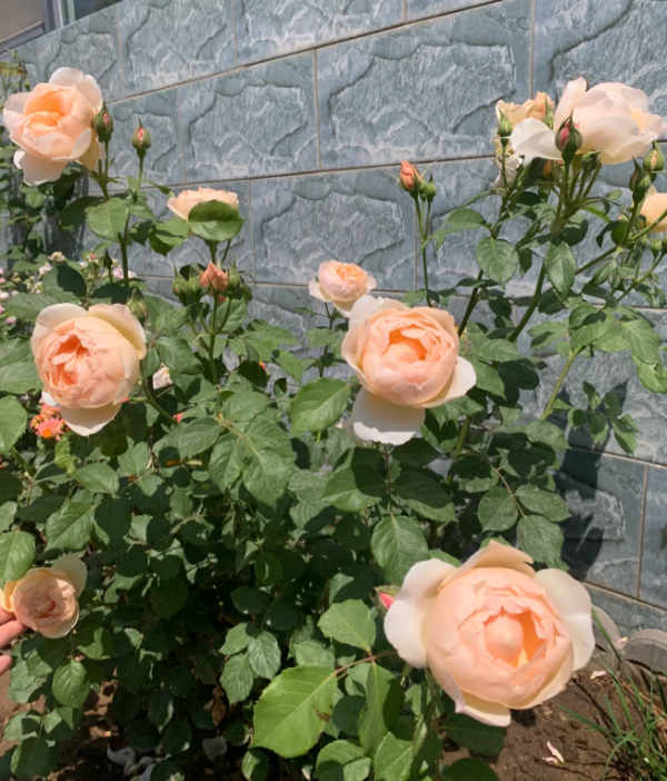 The Shepherdes Rose for sale丨Your roses