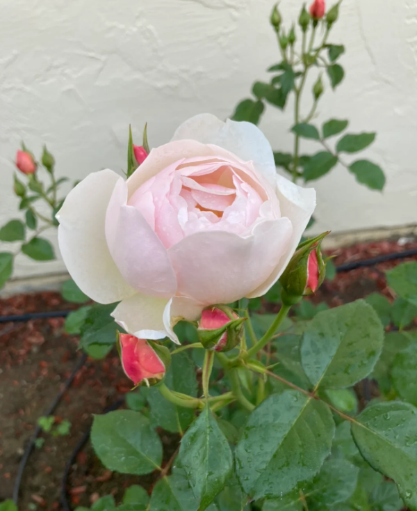 The Shepherdes Roses丨Your roses