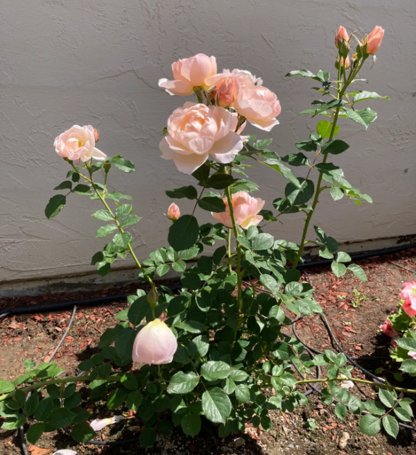 The Shepherdes Rose Bush丨Your roses