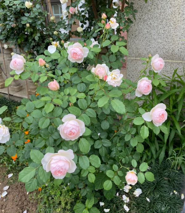 The Shepherdes Rose Plant丨Your roses