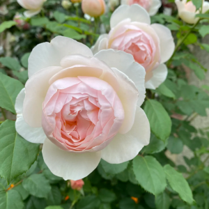 The Shepherdes Rose丨Your roses