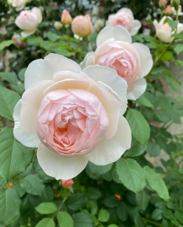 The Shepherdes Rose丨Your roses