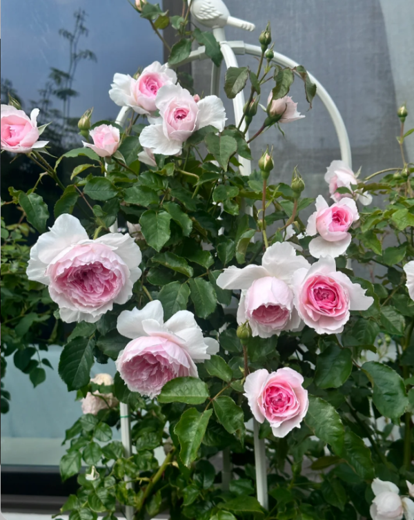 rosa the wedgwood rose