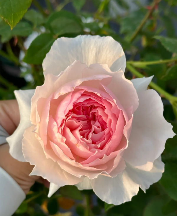 The Wedgwood Rose丨Your roses