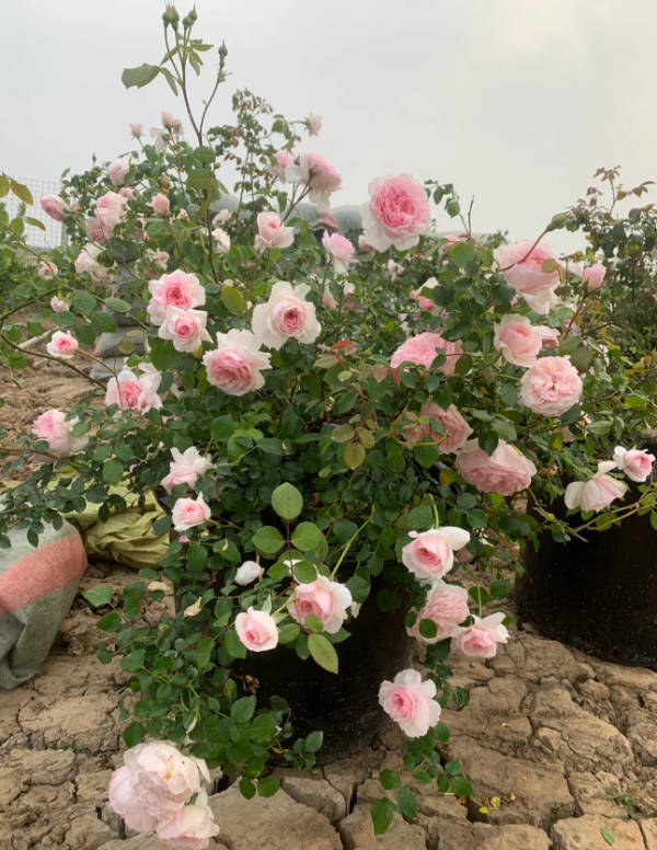 the wedgwood rose david austin