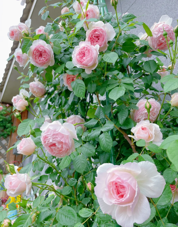 david austin the wedgwood rose