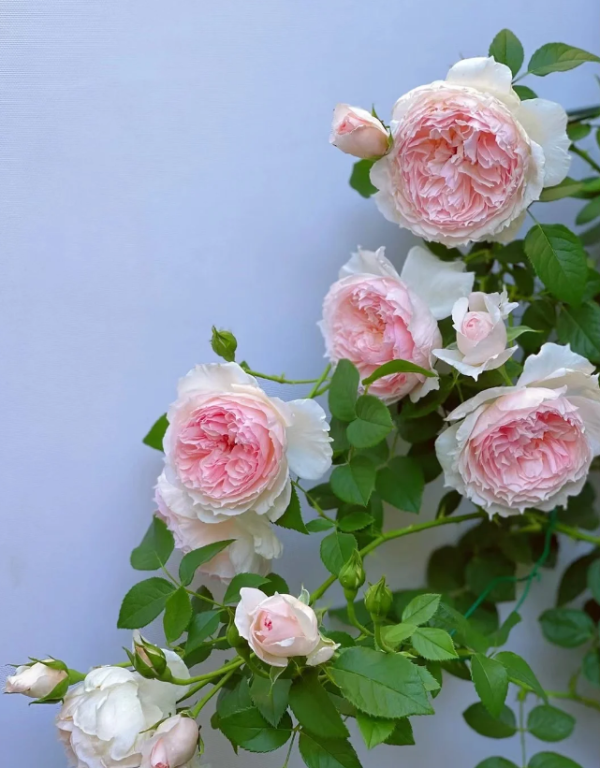 the wedgwood rose for sale
