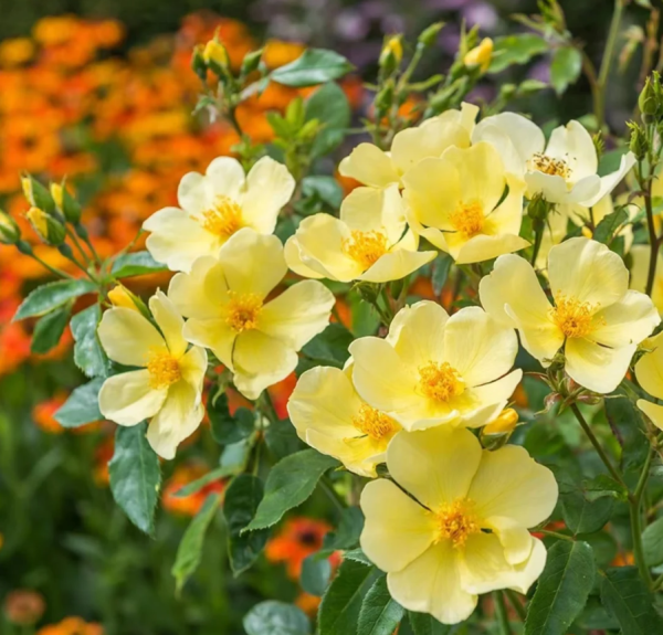 david austin rose tottering by gently丨Your roses