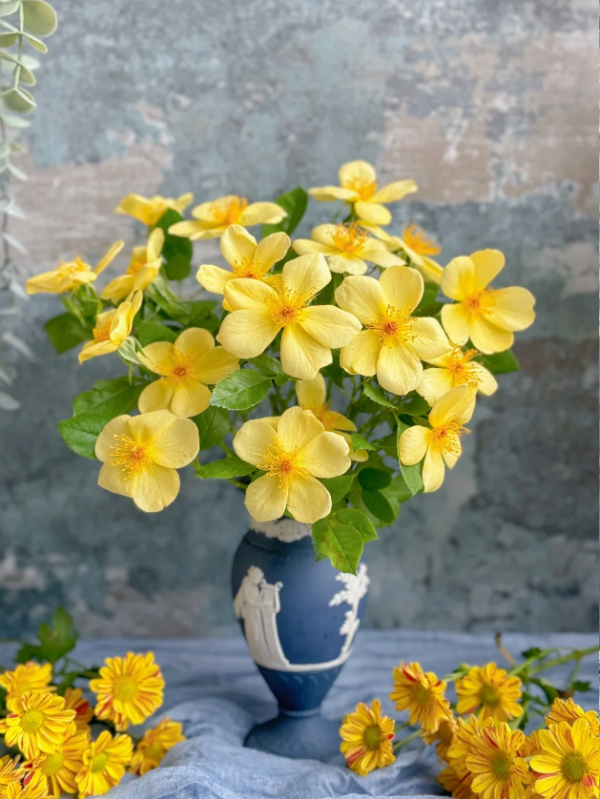 Tottering by Gently Rose Plant丨Your roses