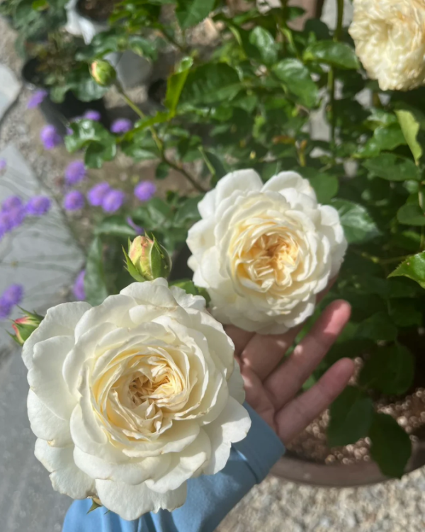 rose tranquility丨Your roses