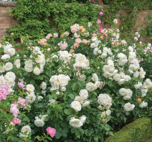 rose tranquillity丨Your roses