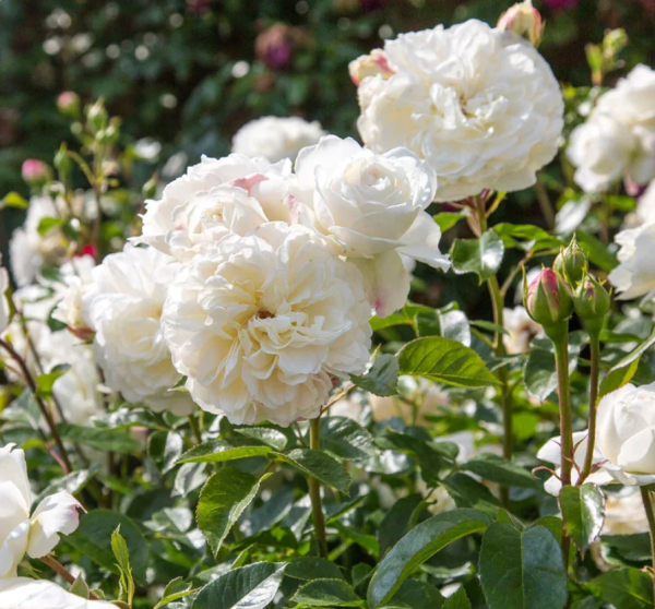 tranquility roses丨Your roses