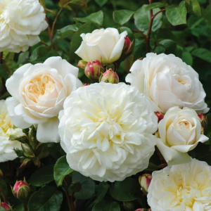 Tranquillity Rose丨Your roses