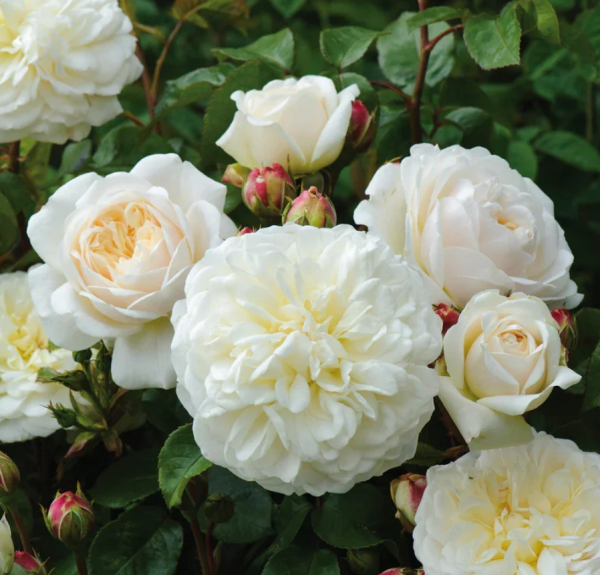 Tranquillity Rose丨Your roses