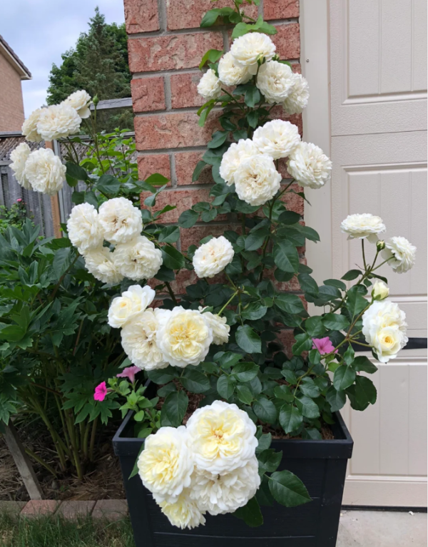tranquility rose for sale丨Your roses