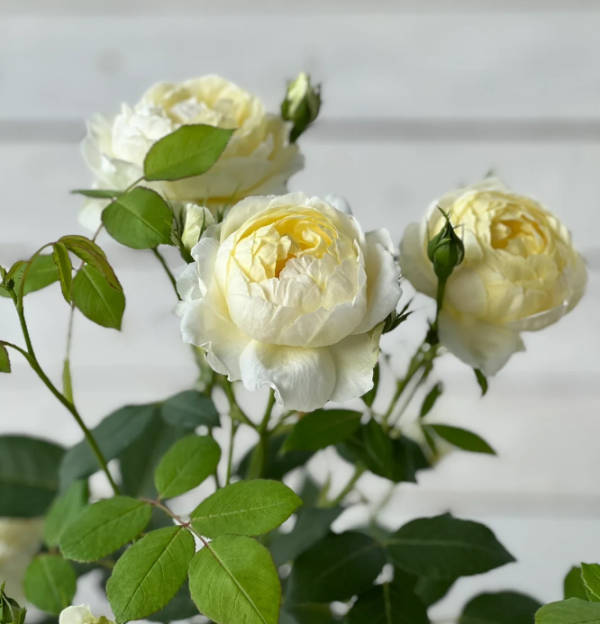 Vanessa bell Roses丨Your roses