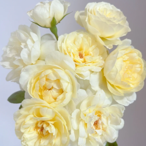 Vanessa bell Rose丨Your roses