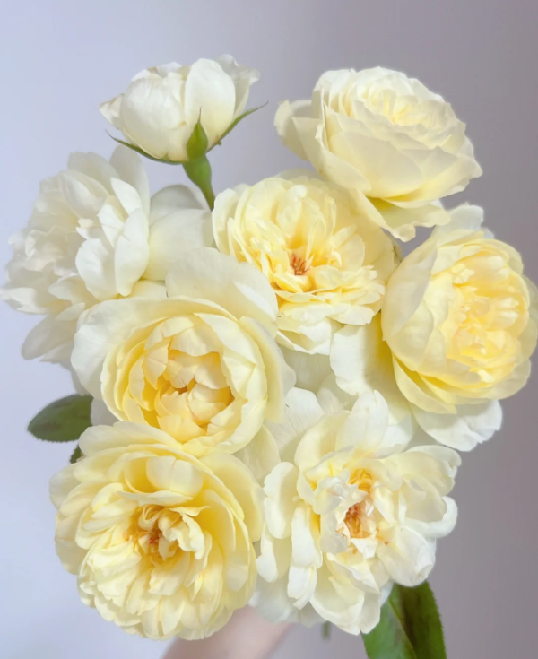 Vanessa bell Rose丨Your roses