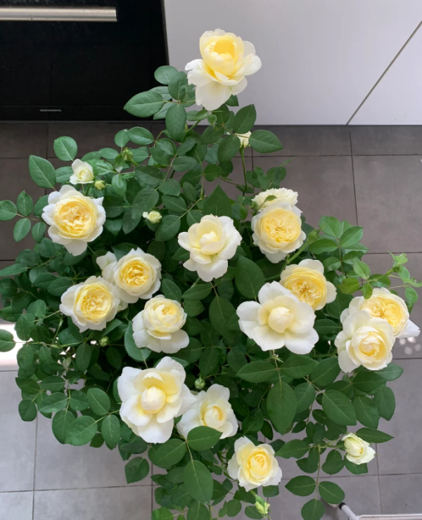 david austin rose vanessa bell丨Your roses