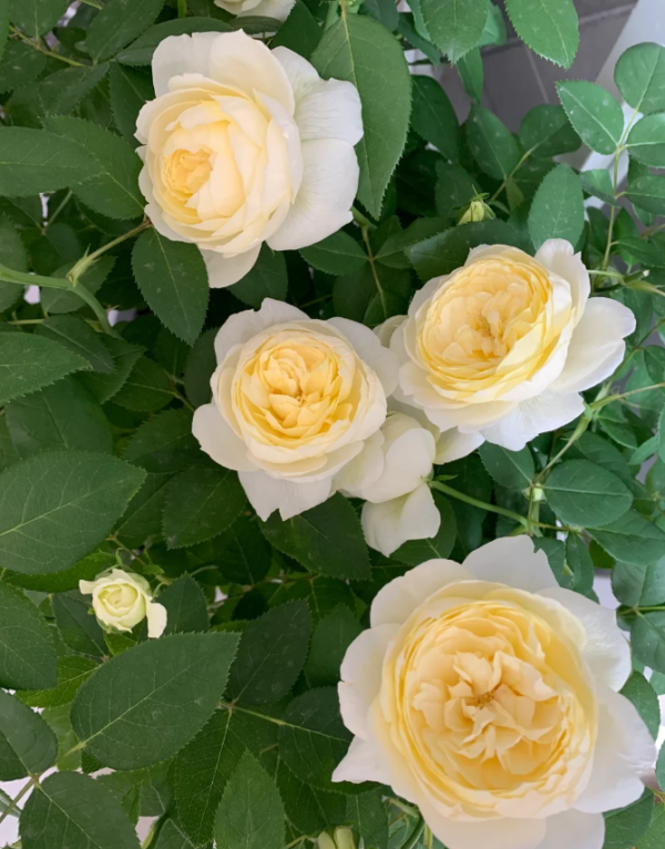 Vanessa bell Rose for sale丨Your roses