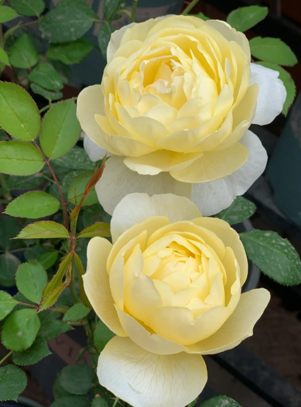 vanessa bell david austin rose丨Your roses
