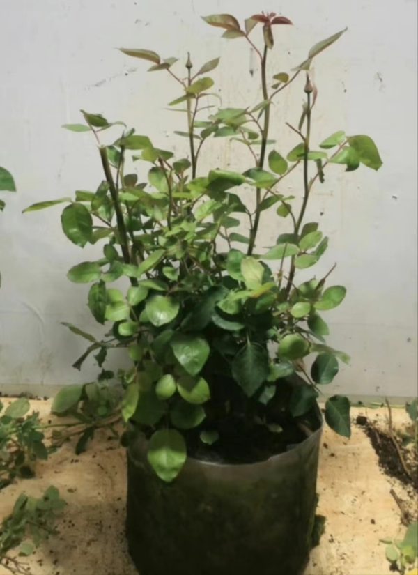 victorian peach rose for sale丨Your roses