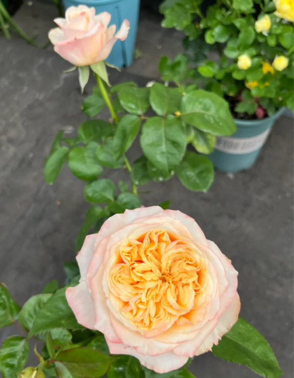 victorian peach roses丨Your roses
