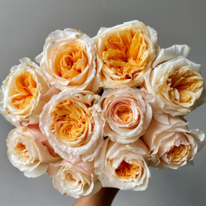 victorian peach rose丨Your roses