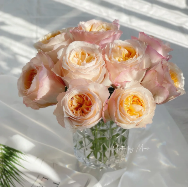 丨Your roses
