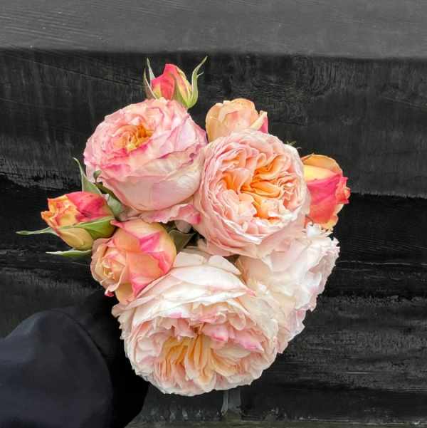 victoria peach rose丨Your roses