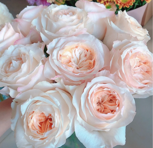 rose victorian peach丨Your roses