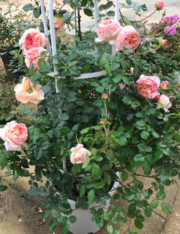 william morris rose for sale丨Your roses
