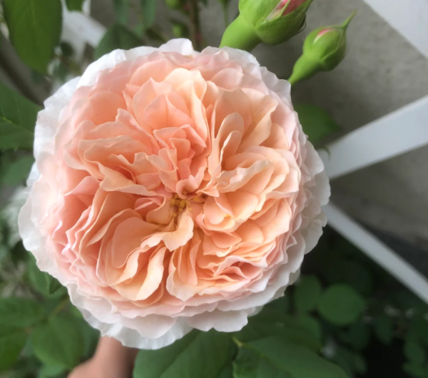 rose william morris丨Your roses