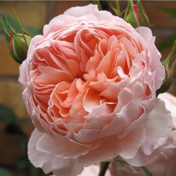 william morris rose丨Your roses