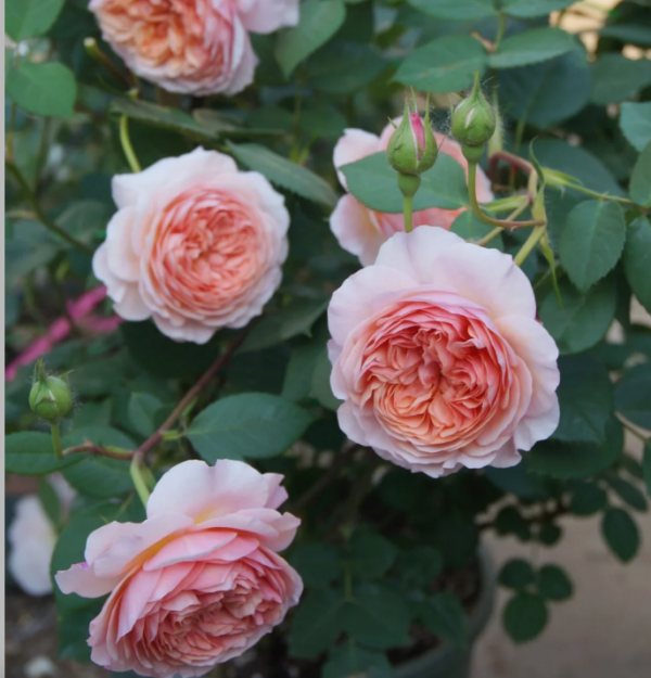 david austin rose william morris丨Your roses