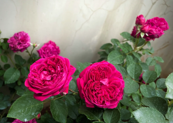 rose william shakespeare 2000丨Your roses