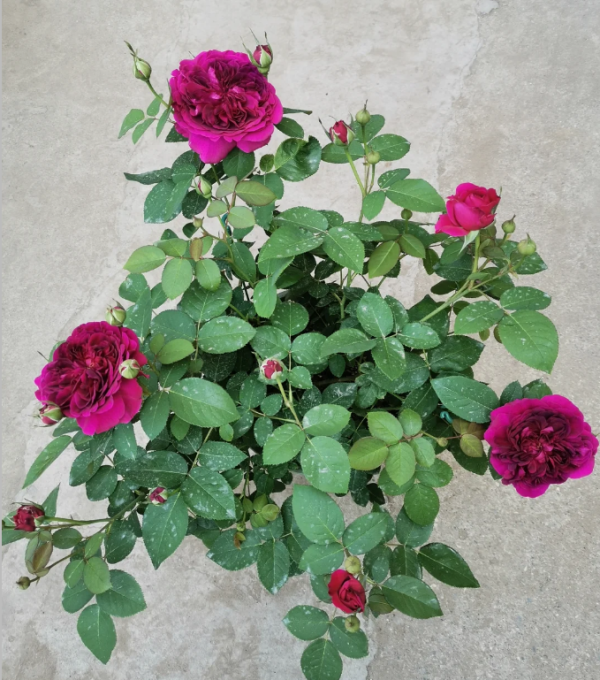 william shakespeare 2000 rose for sale丨Your roses