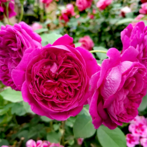 William Shakespeare 2000 Rose丨Your roses