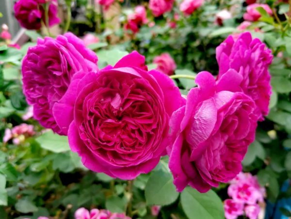 William Shakespeare 2000 Rose丨Your roses